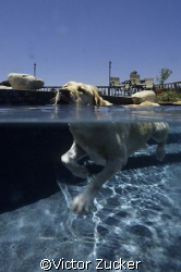 practice o/u of my labrador in our pool by Victor Zucker 
